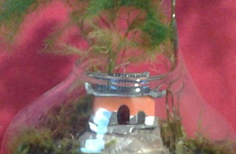 Mini terrarium temple shaolin sur rocher mousse et asparagus