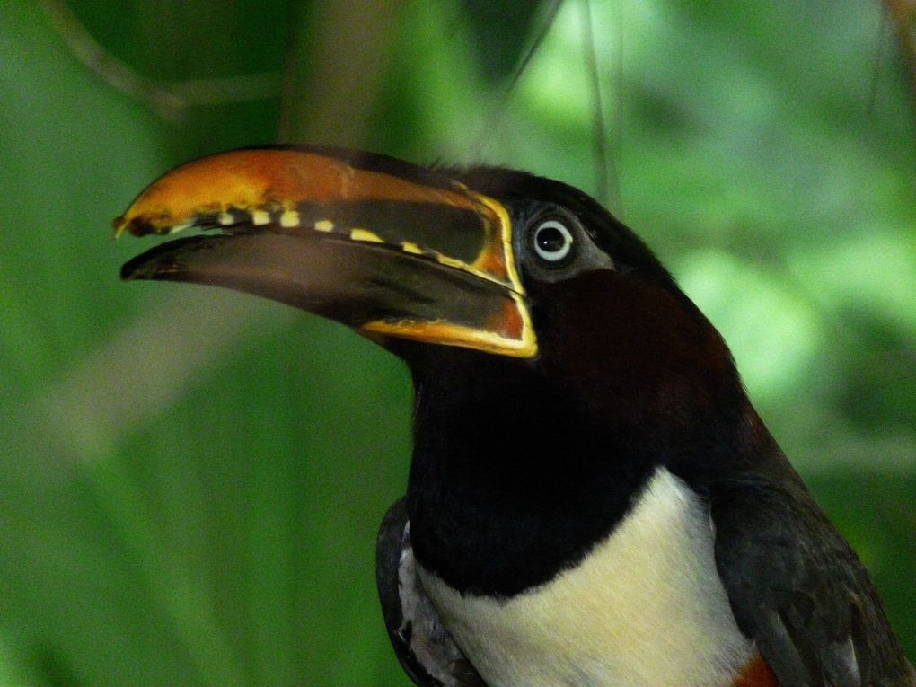 Un dimanche, nous avons passé la frontière pour nous rendre au Brésil, et sommes allés voir...les oiseaux:)Sur le chemin du retour, nous avons mangé dans un restaurant chinois, avant de marcher 15km jusqu'à CdE.