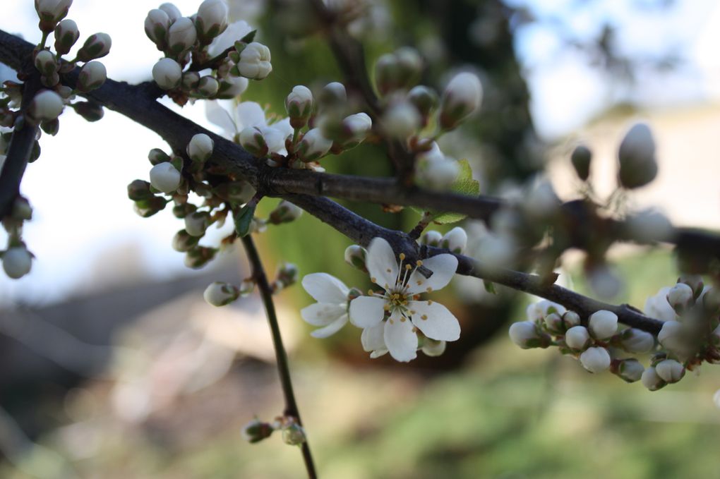 Album - au-jardin