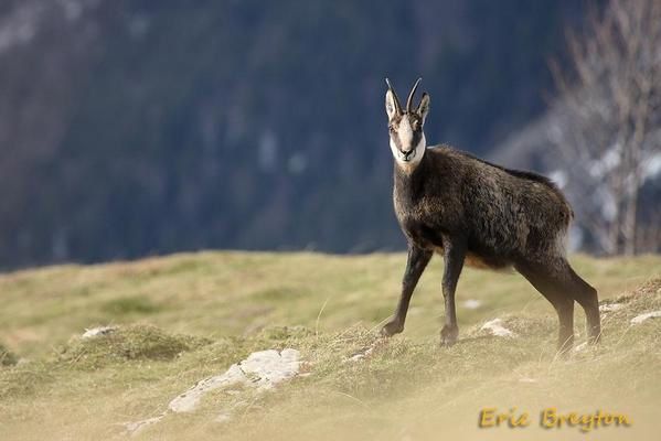 Attitudes et pelages des chamois en novembre