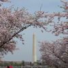 Cherry Blossom Festival à Washington DC