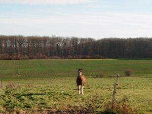 Au galop! 