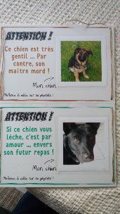 Histoire de chiens........il faut prévenir les gens qui nous rendent visite........chiens en libertés  dans notre propriété