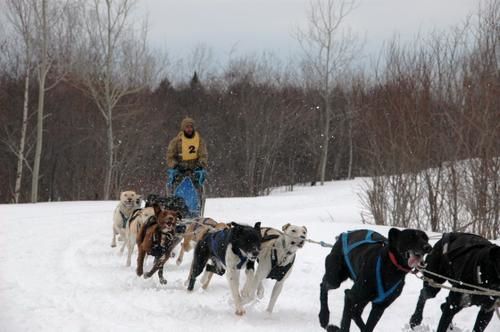 Album - chiens-de-traineaux