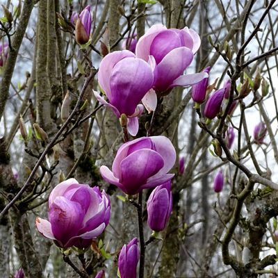 Fleurs de Magnolia dans mon village fin Mars...