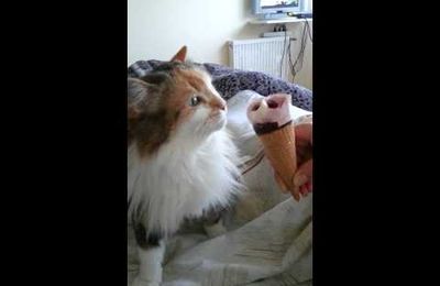 Le Chat Qui A Le Hoquet Et Qui Pete En Meme Temps Video Chat Drole Humour Insolite
