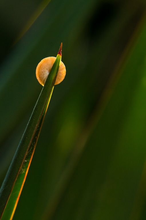 Le monde des insectes au travers mon regard