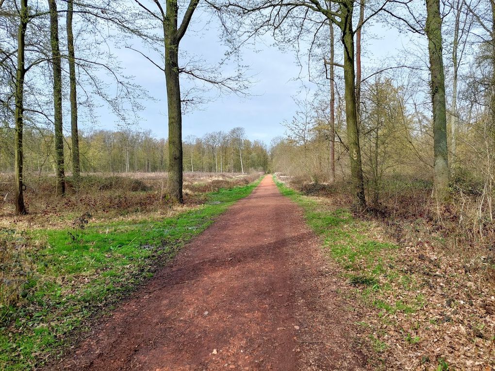 forêt de Phalempin