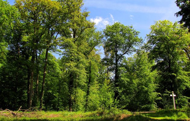 la Forêt de Laigue