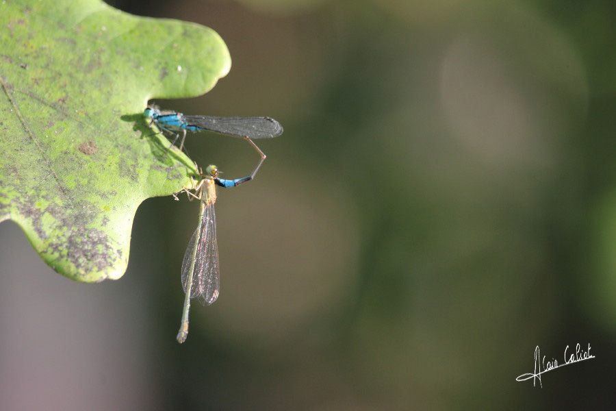 Agrion élégant