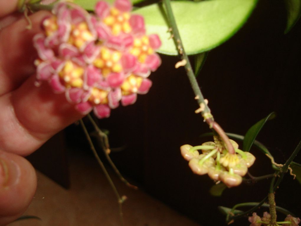 HOYA DAVIDCUMMINGII