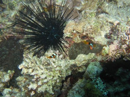 Faune et flore sous-marine rencontrées lors de nos plongées sur l'Ile des Pins (Nouvelle-Calédonie)