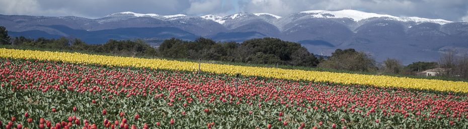 LES TULIPES DE HOLLANDE ? NON , DES ALPES DE HAUTES PROVENCE