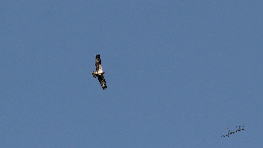 Balbuzard pécheur à Ondres et au marais d'Orx