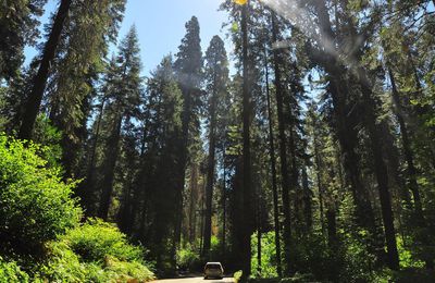 Parc National de Séquoia