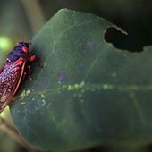 EEUU se prepara para recibir una invasión de cigarras