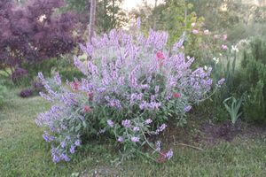 La sauge officinale en fleurs