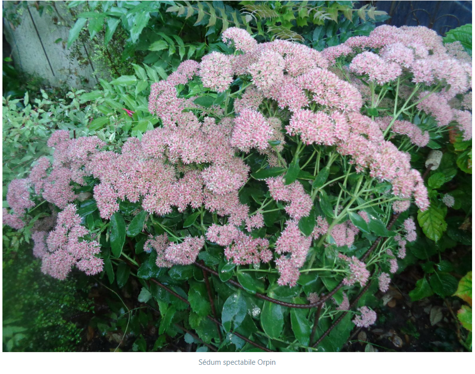 Mon jardin Le Clos fleuri en octobre 2022