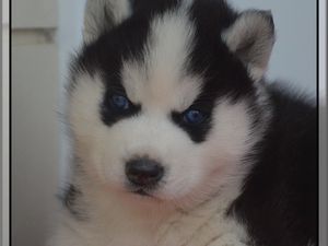 des nouvelles photos des chiots de Laska à 1 mois