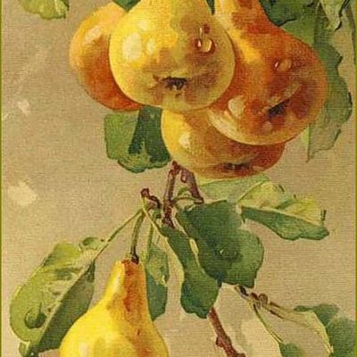 Fruits d'été par les peintres - Catharina Klein (1861-1929) poires