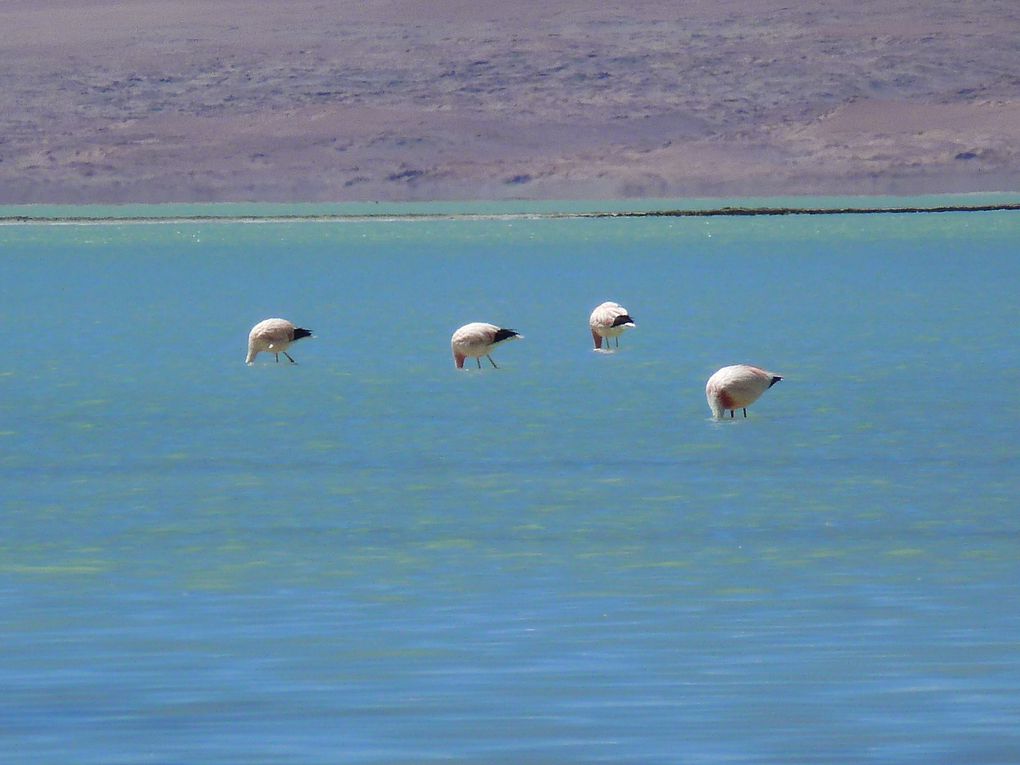 Découvrez avec cet album les multiples facettes de la Bolivie. Avec l'Amazonie, le désert de sels, ses lacs, on ne peut qu'être émerveillé.