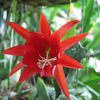 Epiphyllum Donald Raymond