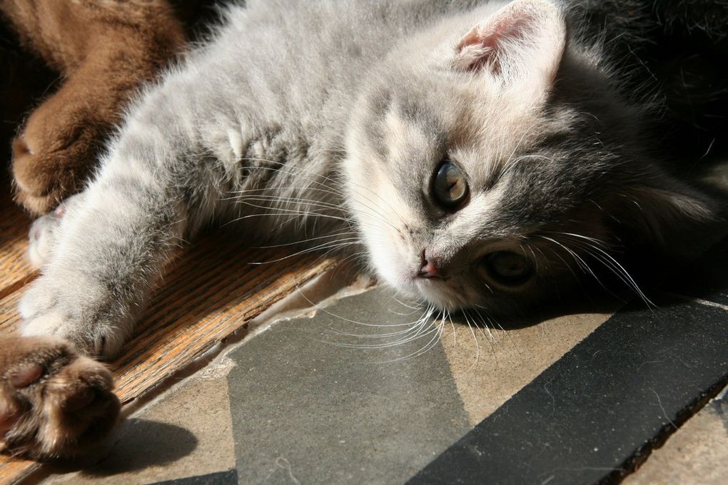 Portée de deux chatons.
(Chaussette + Dwayne)