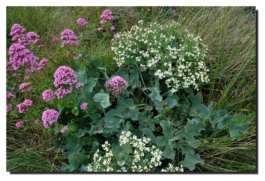 Gatteville-Phare, le granite et les fleurs