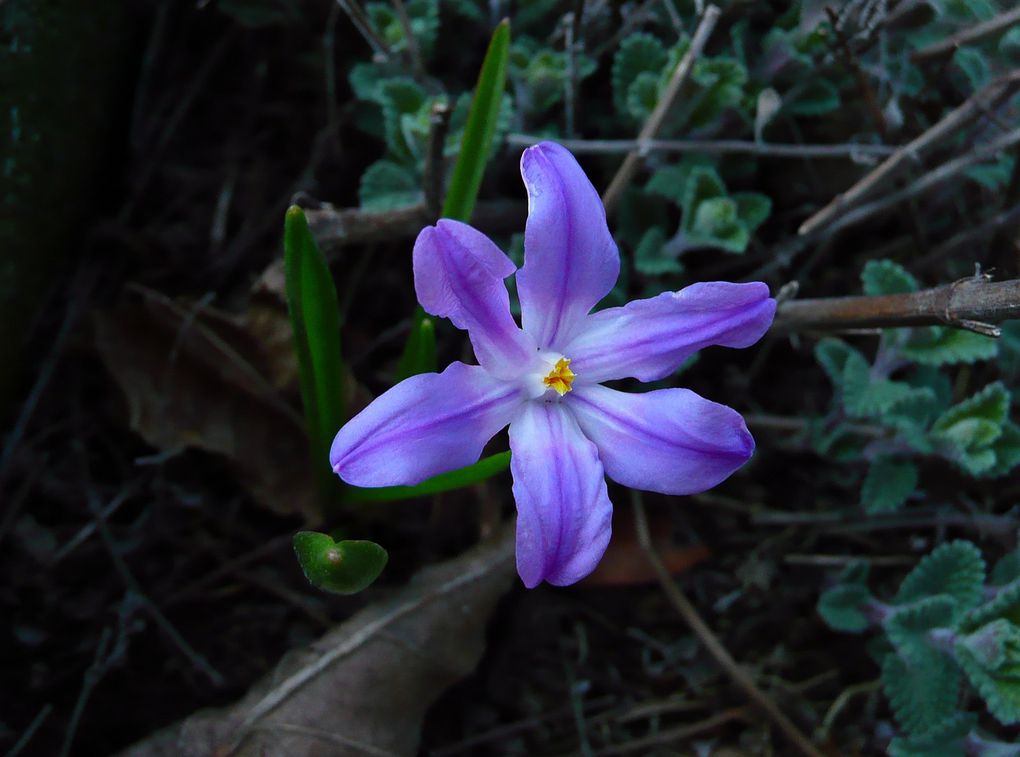 Fleurs, plantes, aménagements du jardin.