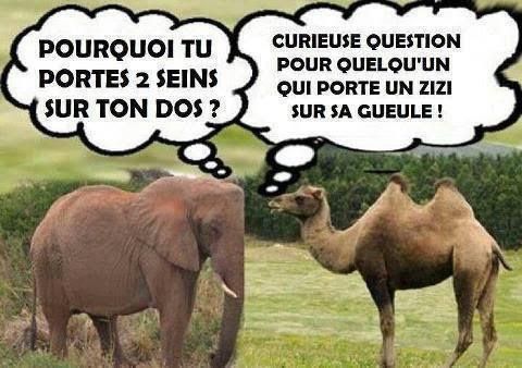 Animal Du Rire Humour Blague Video Photo Comique