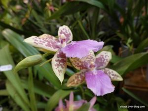orchidées à Fontfroide