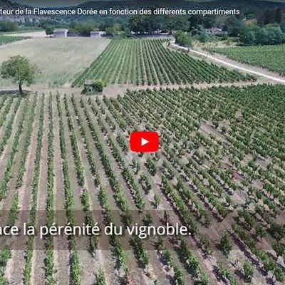 Tout savoir sur les jaunisses de la vigne