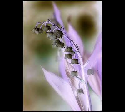 Bon 1er mai. ❤️💜💛💚🧡💙