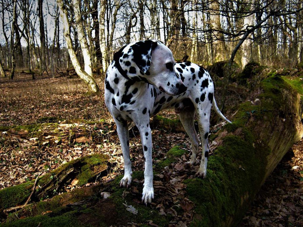 Le Port....la piste.....bois de la Bagasse......mon magnifique chien heureux comme tout en promenade....et moi, de voir tout cette beauté...repos pour les yeux..repos pour l’âme...