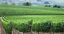 #Blush Wine Producers Florida Vineyards