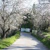 Amandiers / Amendoeiras/ Almond trees