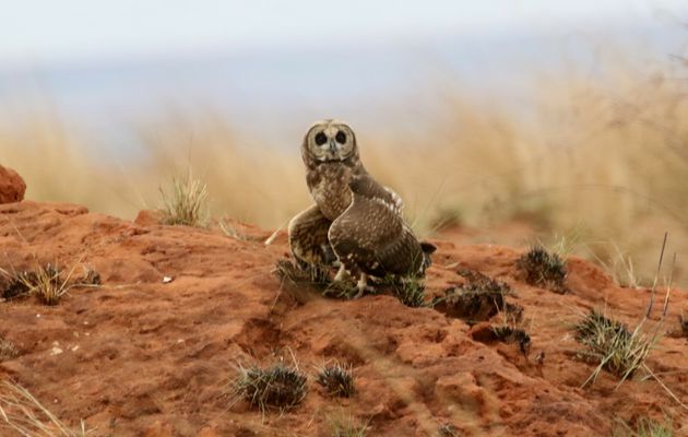 Madagascar : De Ranomafana à Ranohira en passant par le plateau de l'Horombe