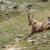 Bouquetins des Alpes