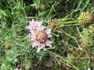 Scabieuse maritime (Scabiosa atropurpurea) 