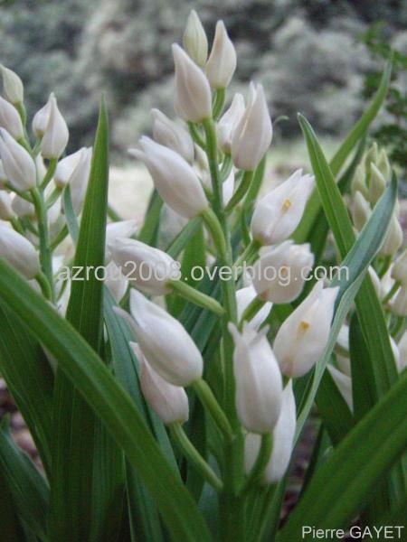 Fleurs de la forêt d'Azrou et alentours. cedraie, et foret mixte cèdres de l'Atlas et chênes verts (Parc National d'Ifrane, moyen-Atlas marocain).