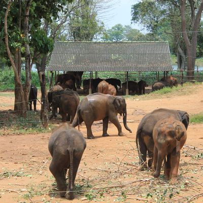 Elephant transit home et le parc Uda Walawe