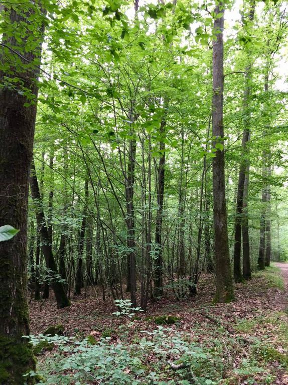 635. Dimanche 4 Juin, Morintru et le Bois de la Barre.