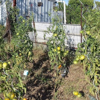 Cette année les tomates ont du mal à mûrir