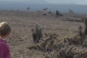 Les Z'animaux du tour du monde !