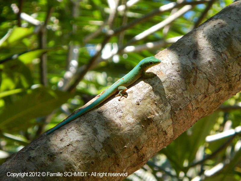 Album - Faune-Reptiles