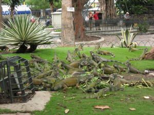 Album - Guayaquil