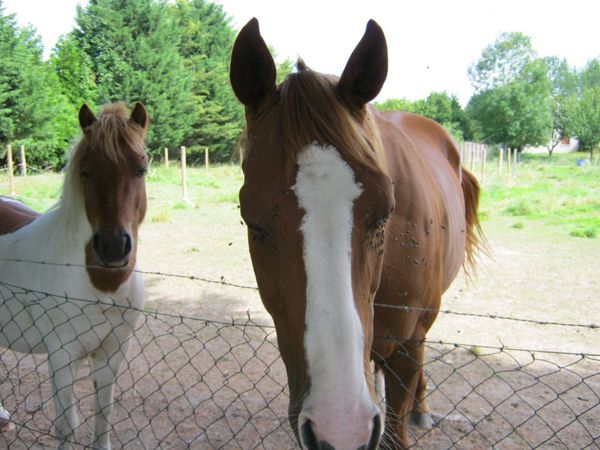 les insectes, un gene pour notre cheval ?