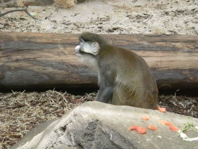 Album - ZOO ST MARTIN DE LA PLAINE