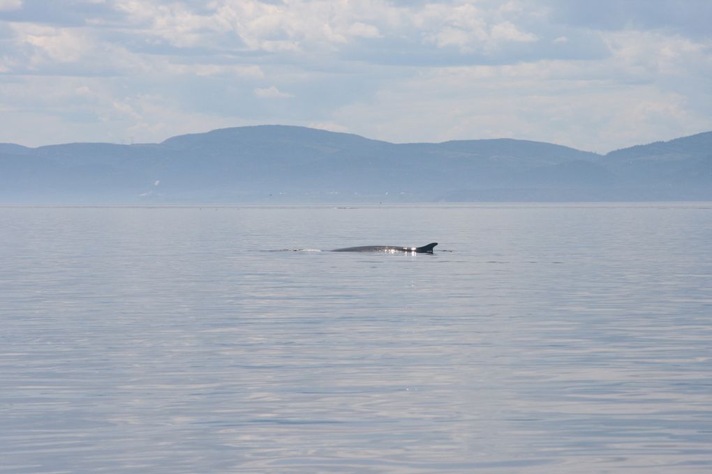 Album - Baleines-du-St-Laurent