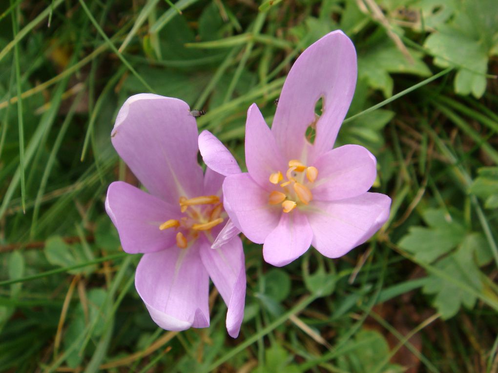 Album - fleurs des montagnes